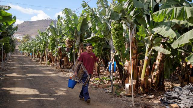 No hay mercado para tanto plátano canario