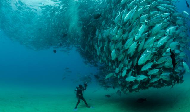 Navegar por el acuario del mundo (o lo que queda)