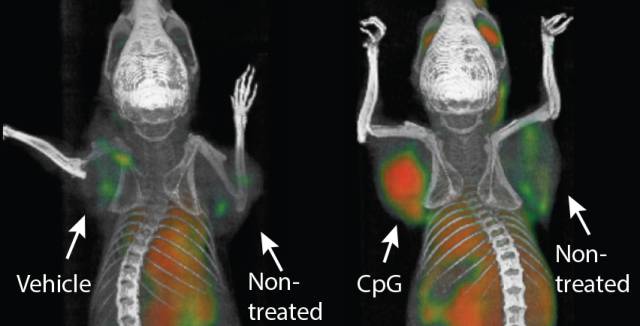 Una vacuna elimina tumores y sus metástasis ocultas en ratones