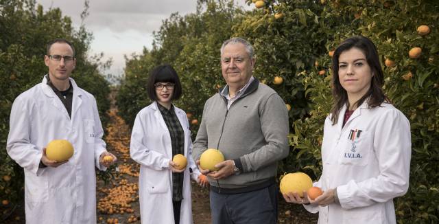 El sabor de la mandarina nació en un solo árbol