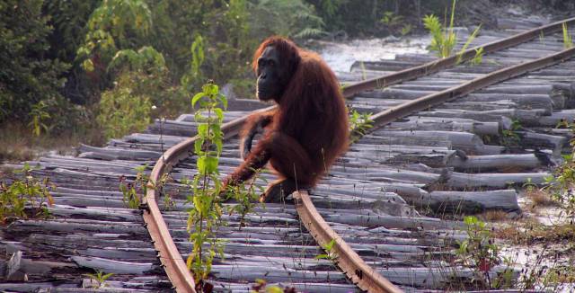 Borneo ha perdido la mayoría de sus orangutanes