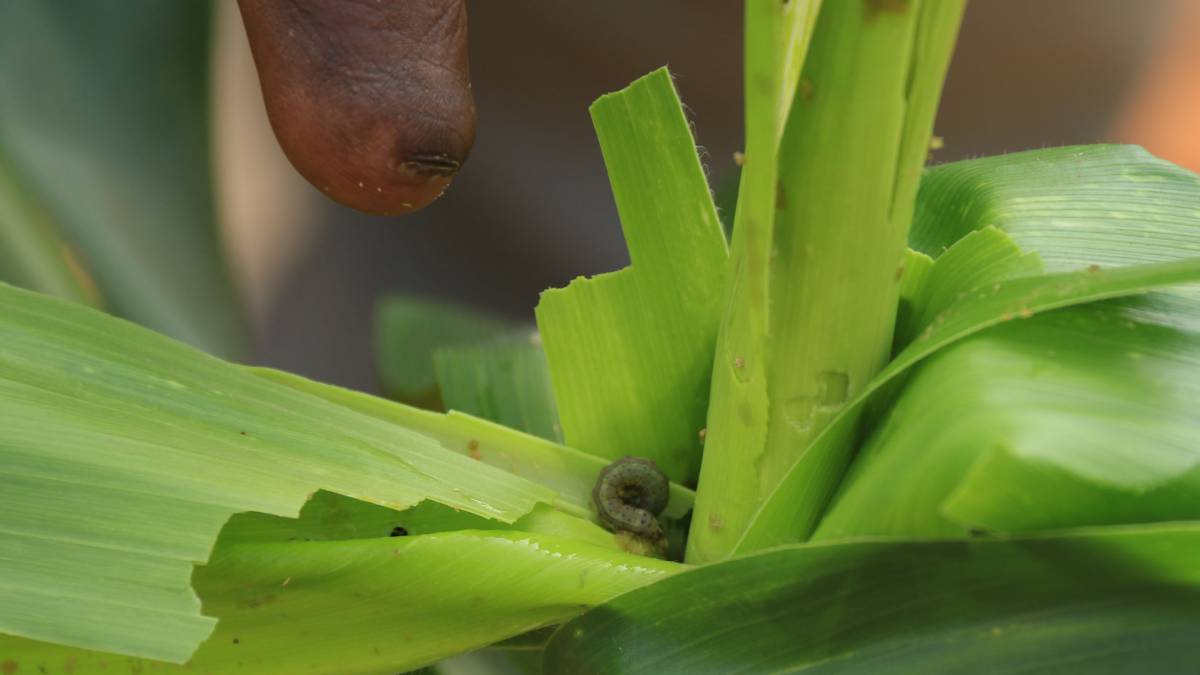 El gusano americano que se come las cosechas de África