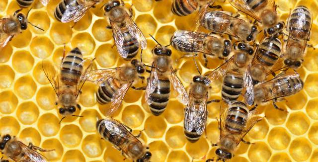 Los insecticidas neonicotinoides son un riesgo para las abejas, según la EFSA