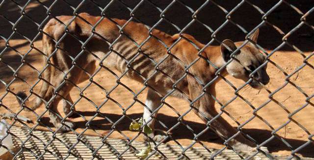 Food crisis in Venezuela not just hitting humans, as shocking zoo photos reveal