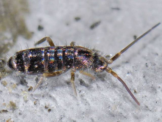 Descubiertas 15 nuevas especies de invertebrados en la Sierra de Guadarrama