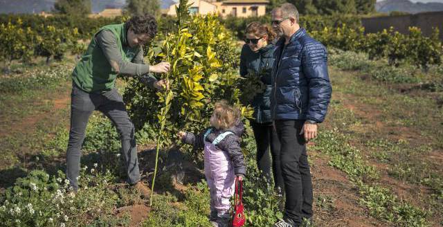 Forget the orange, buy the tree: Valencia project revolutionizes farming