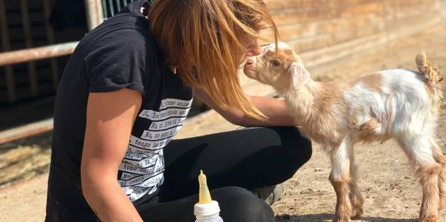 Así son los santuarios de animales: granjas donde el ganado es sagrado