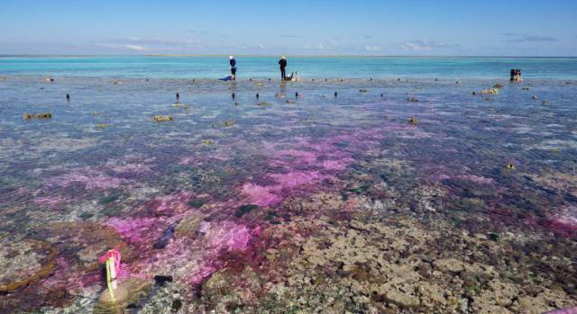 Un experimento contamina el mar para saber cómo salvar a los corales