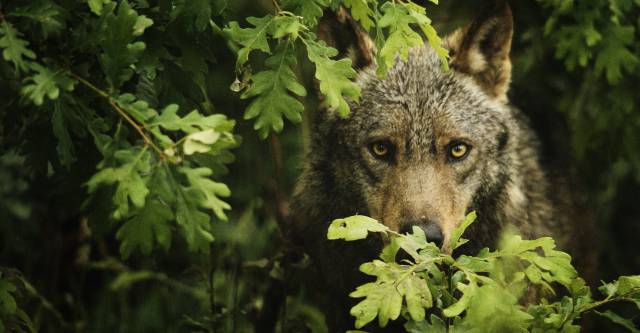 El último refugio del lobo ibérico