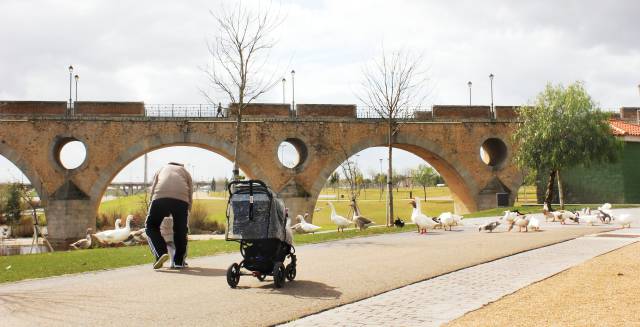 Lovable pests? Badajoz wonders what to do with all its geese