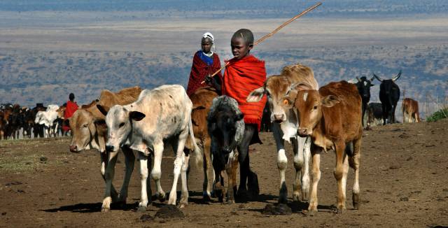 El animal terrestre más grande que quedará serán las vacas