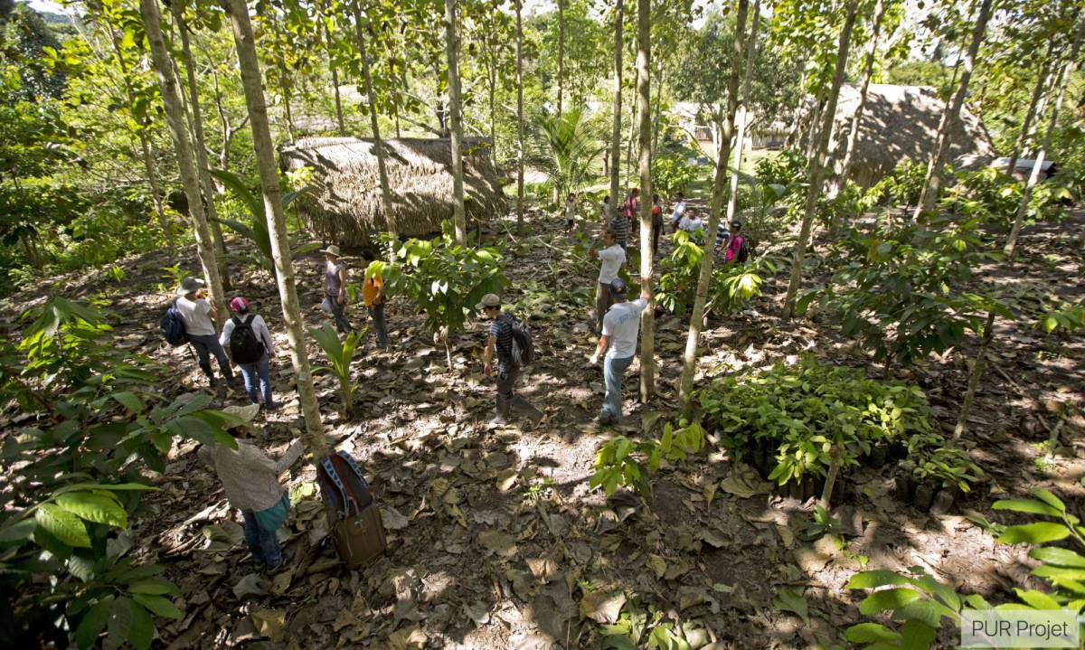 El buscador Ecosia planta un árbol por cada consulta que hace un usuario