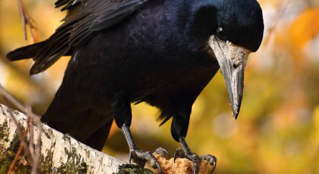 Los pájaros son mucho más listos de lo que pensamos