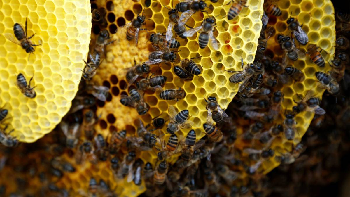 Nueve cosas que no sabías de las abejas... y cinco que puedes hacer para protegerlas