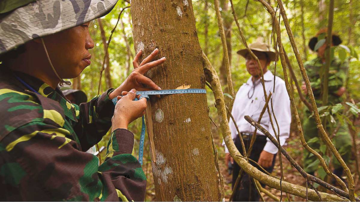 Países que gestionan bien los bosques