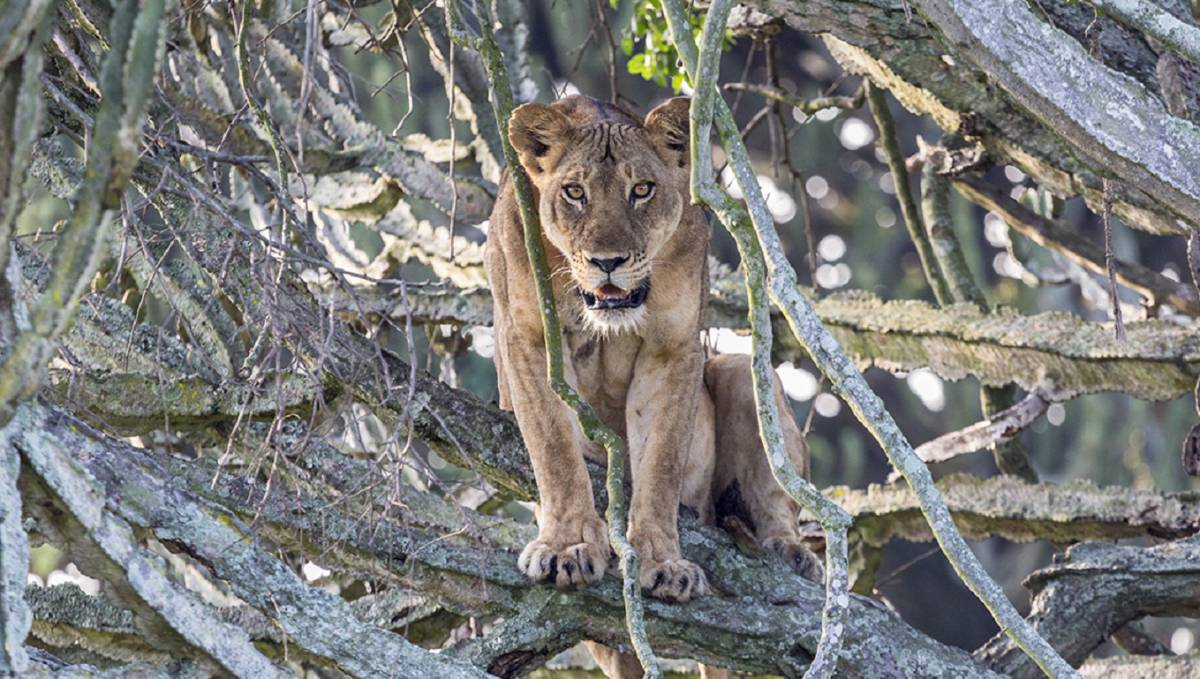 Una guerra entre humanos y leones