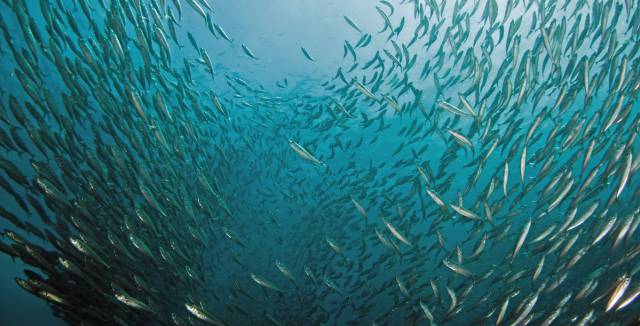 Los peces emigran al norte para escapar del cambio climático