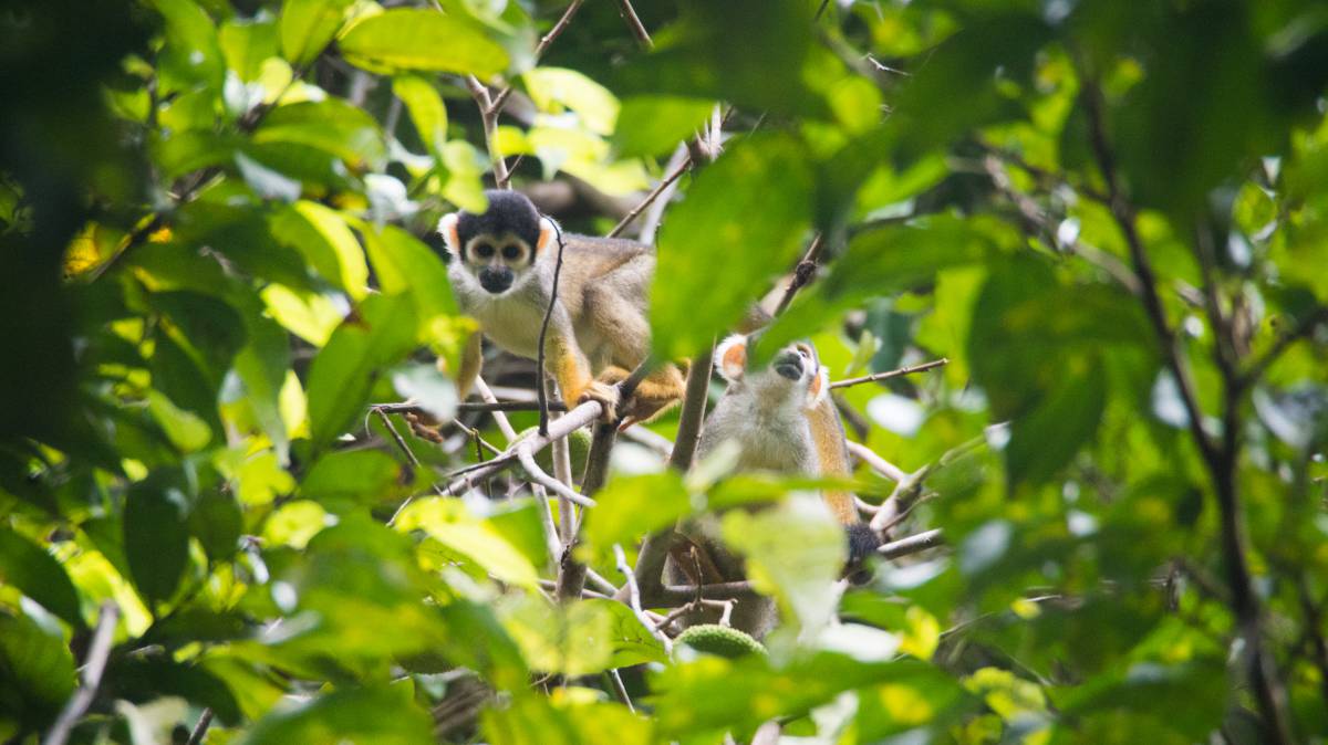 El 'Gran Hermano' del Amazonas