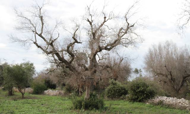 A la caza de la bacteria que está matando a los olivos