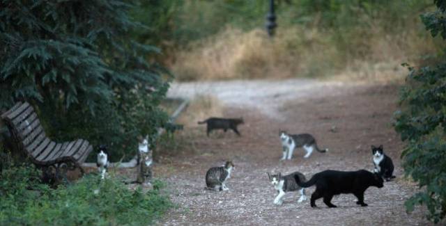 Madrid's crazy cat ladies aren't crazy – and they have a license