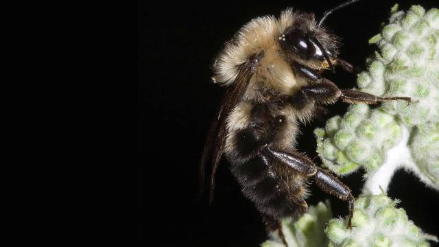 Las abejas dejaron de zumbar en el último eclipse solar total