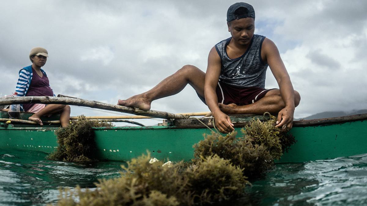 Armonía entre corales, peces y pesca