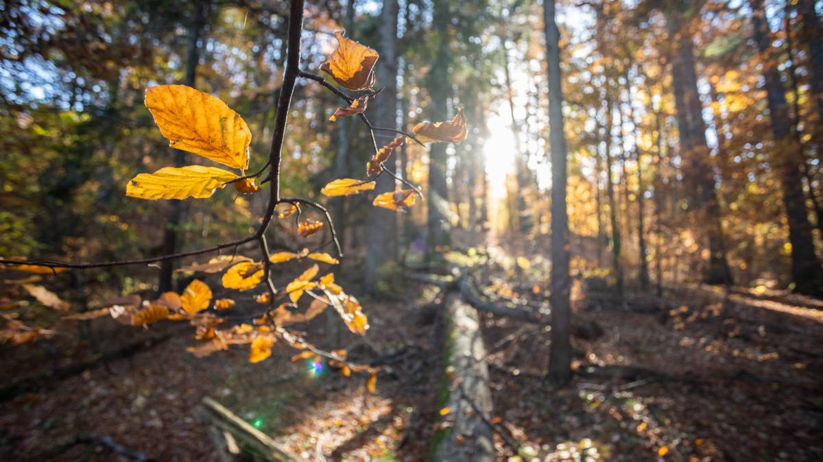 El país con más de 100 normas y ningún plan para los bosques