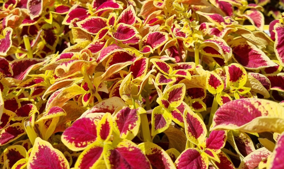 Cóleos bajo el sol en el Vivero de Estufas del parque del Retiro en Madrid