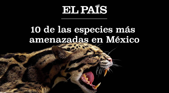 10 animales en peligro de extinción en México