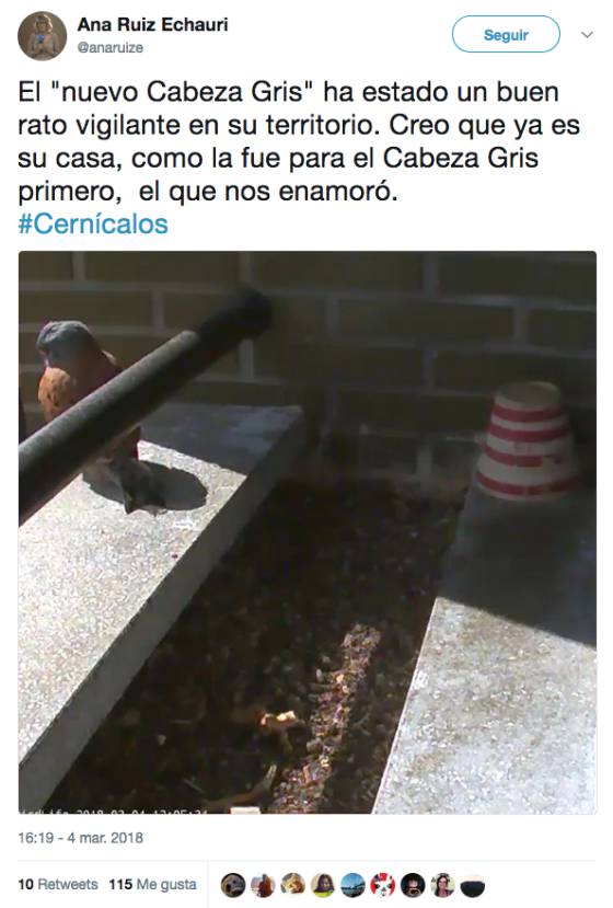 Cabeza gris, padre de cernícalos