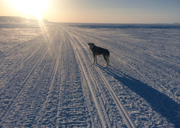 Perros de la tundra