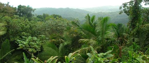 El-yunque