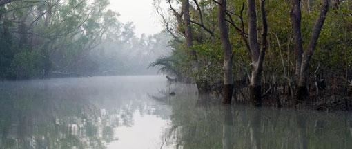 Sundarbans