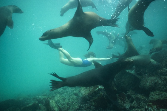 Un grupo de lobos marinos juega con una buceadora, en el islote Plaza, cercano a la isal de Santa Cruz, en las Galápagos  Tui de Roy