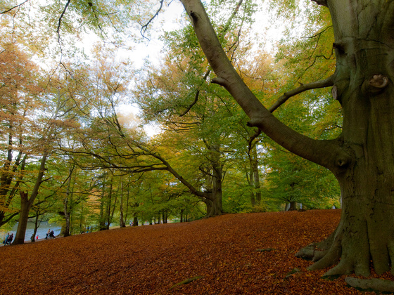 12 bosques imprescindibles para disfrutar del otoño | El blog de viajes de  Paco Nadal | EL PAÍS