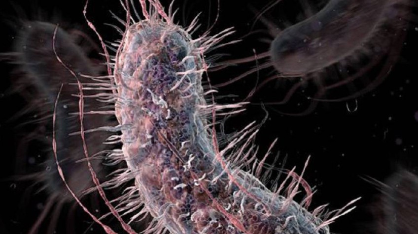Resultado de imagen para E coli