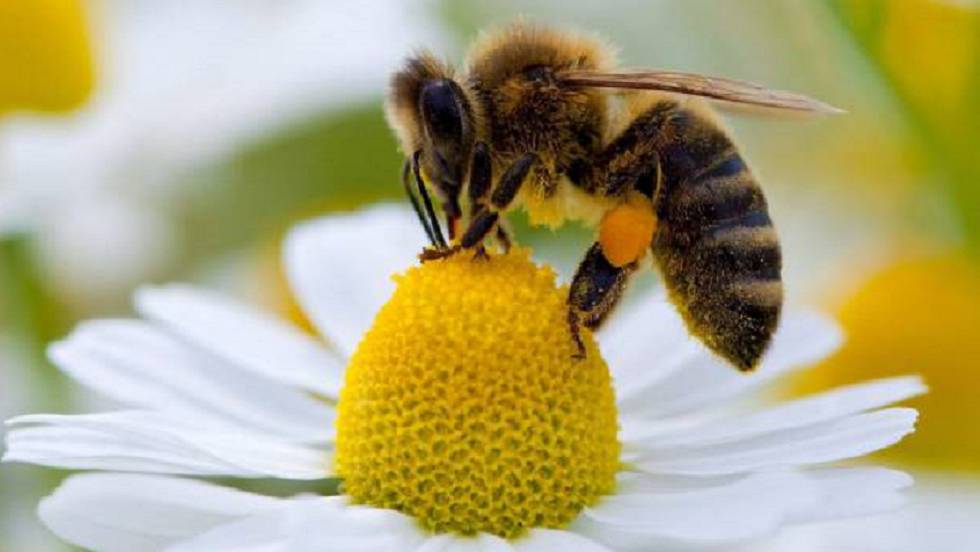 https://elpais.com/elpais/imagenes/2016/07/06/ciencia/1467818978_212243_1467892392_noticia_fotograma.jpg