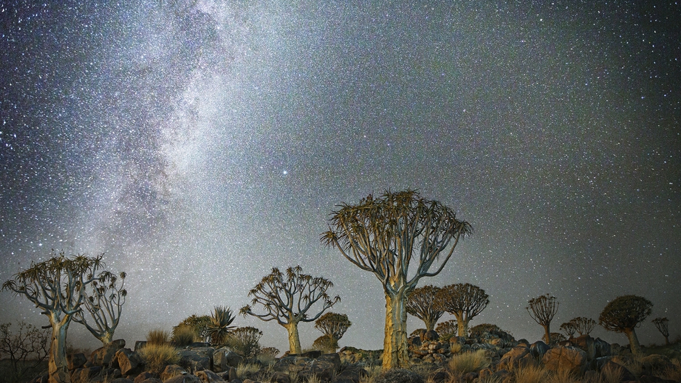 'Triangulum'. Grupo de árboles de la aljaba. Namibia.