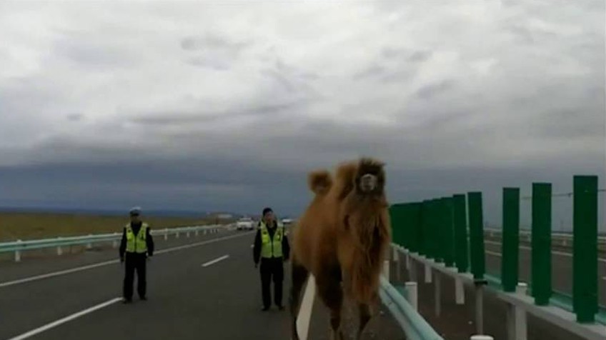 Resultado de imagen para dos camellos desorientados paralizan el tráfico en una carretera de China