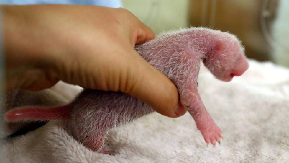 Video El Primer Cachorro De Panda Gigante Nacido En Francia Actualidad El Pais