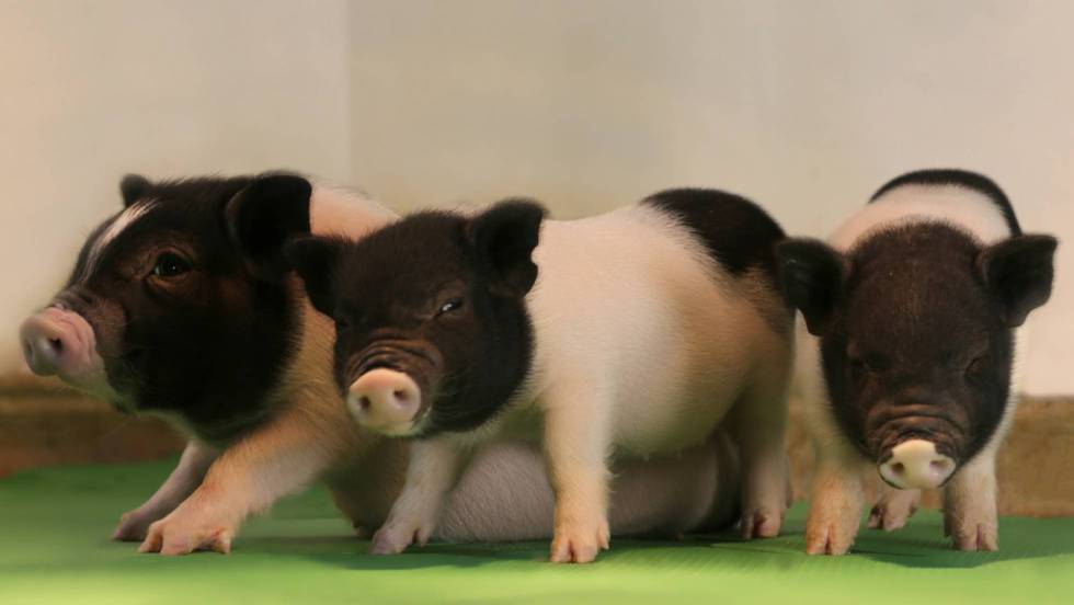 Cerdos Para Trasplantes Ciencia El Pais