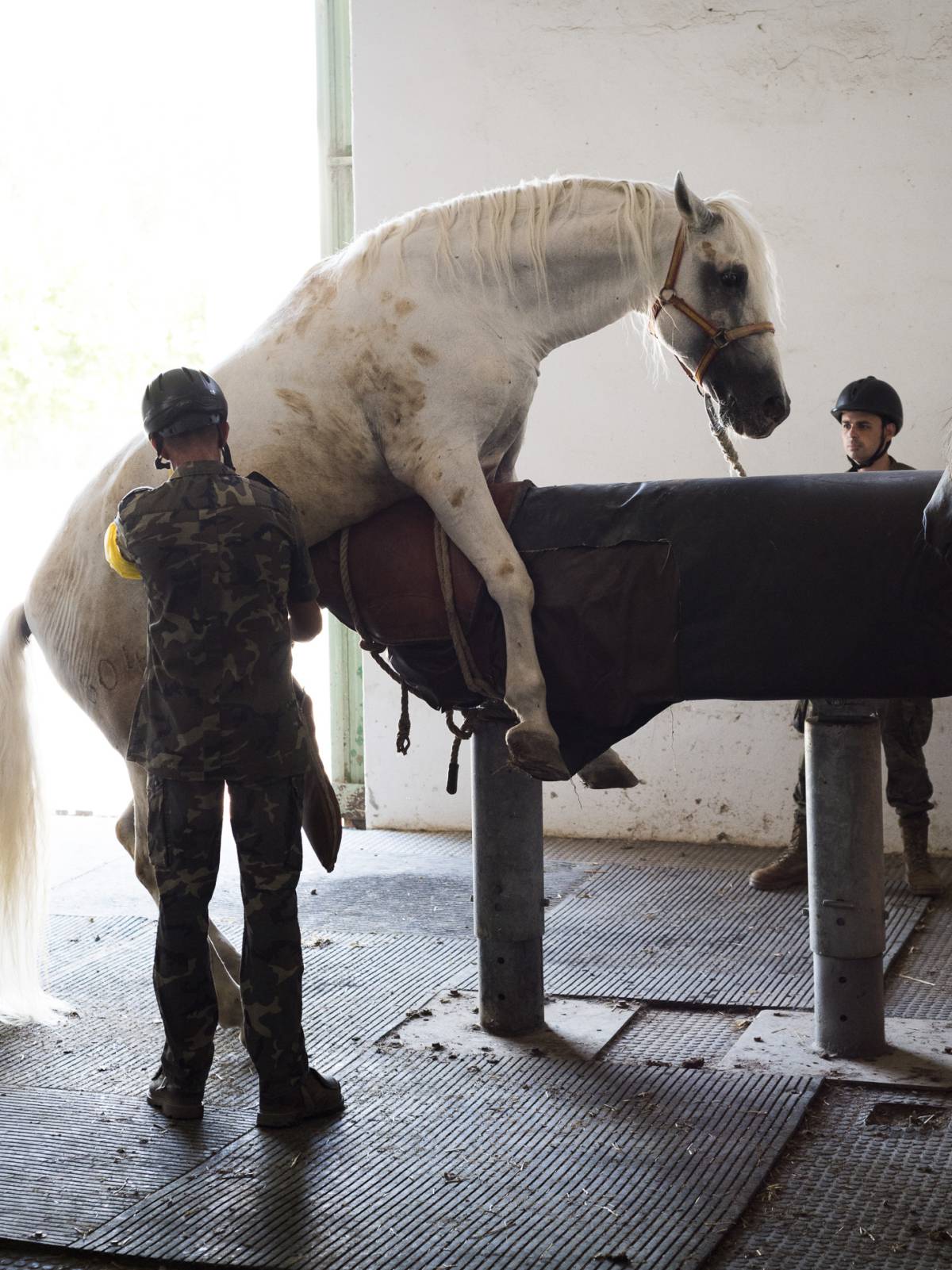 Sementales Del Ejercito Un Servicio Publico Por 58 Euros Ciencia El Pais