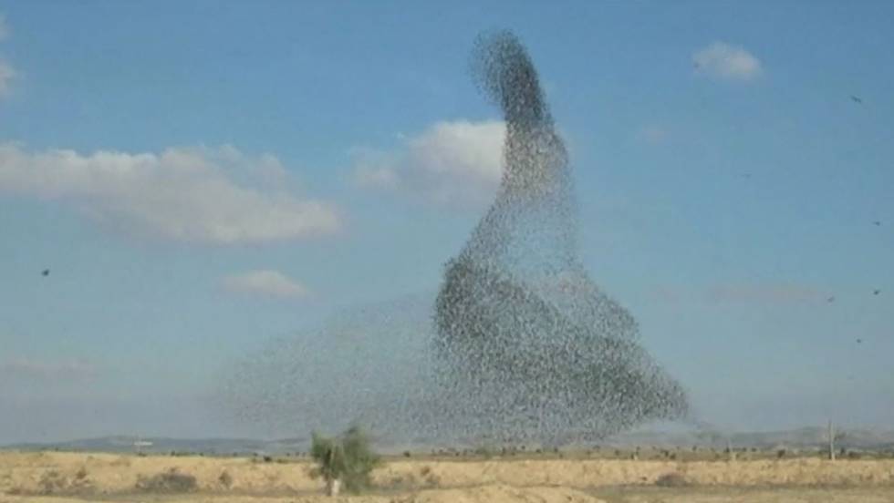 Resultado de imagen para Aves forman imágenes con sus danzas en los cielos de isarael