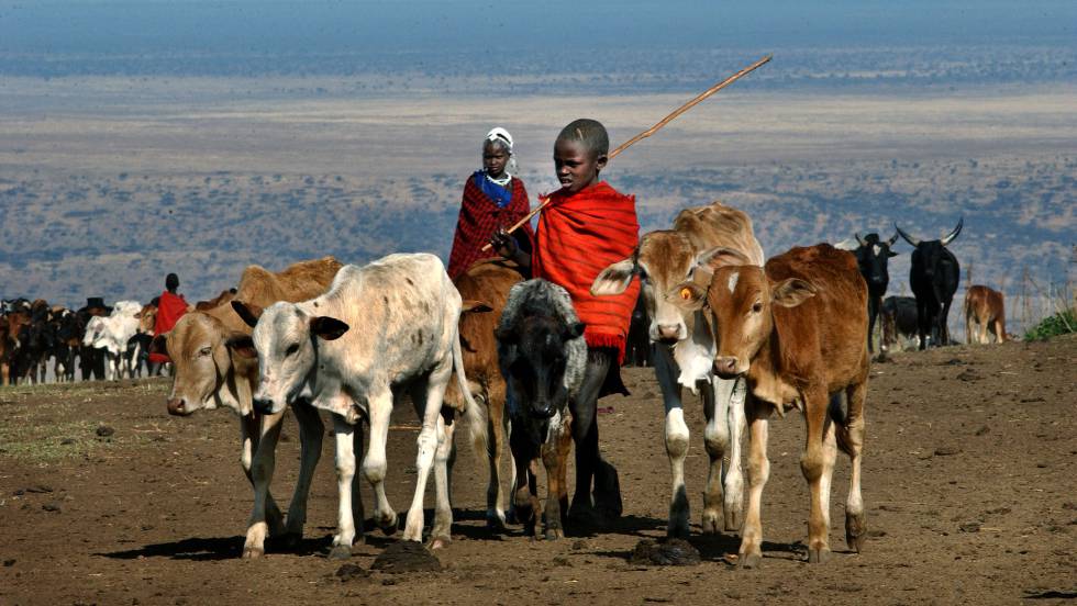 Resultado de imagen de el animal terrestre mas grande que quedara seran las vacas el pais