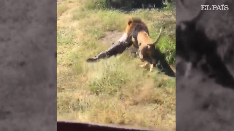 El Dueno De Un Safari En Sudafrica Malherido Tras El Ataque De Un Leon Al Que Crio Desde Que Era Un Cachorro Blog Mundo Animal El Pais