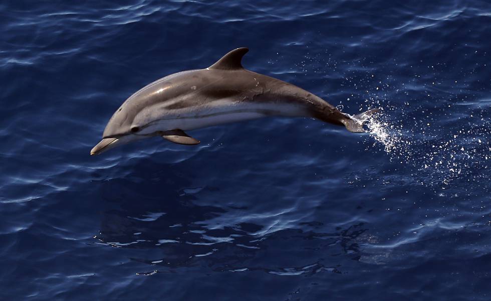 Un Delfin En Celo Obliga A Prohibir El Bano Durante Una Semana En Una Playa De Francia Blog Mundo Animal El Pais