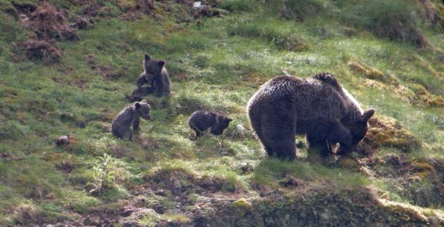 The mystery of the brown bears in Spain's northern mountains