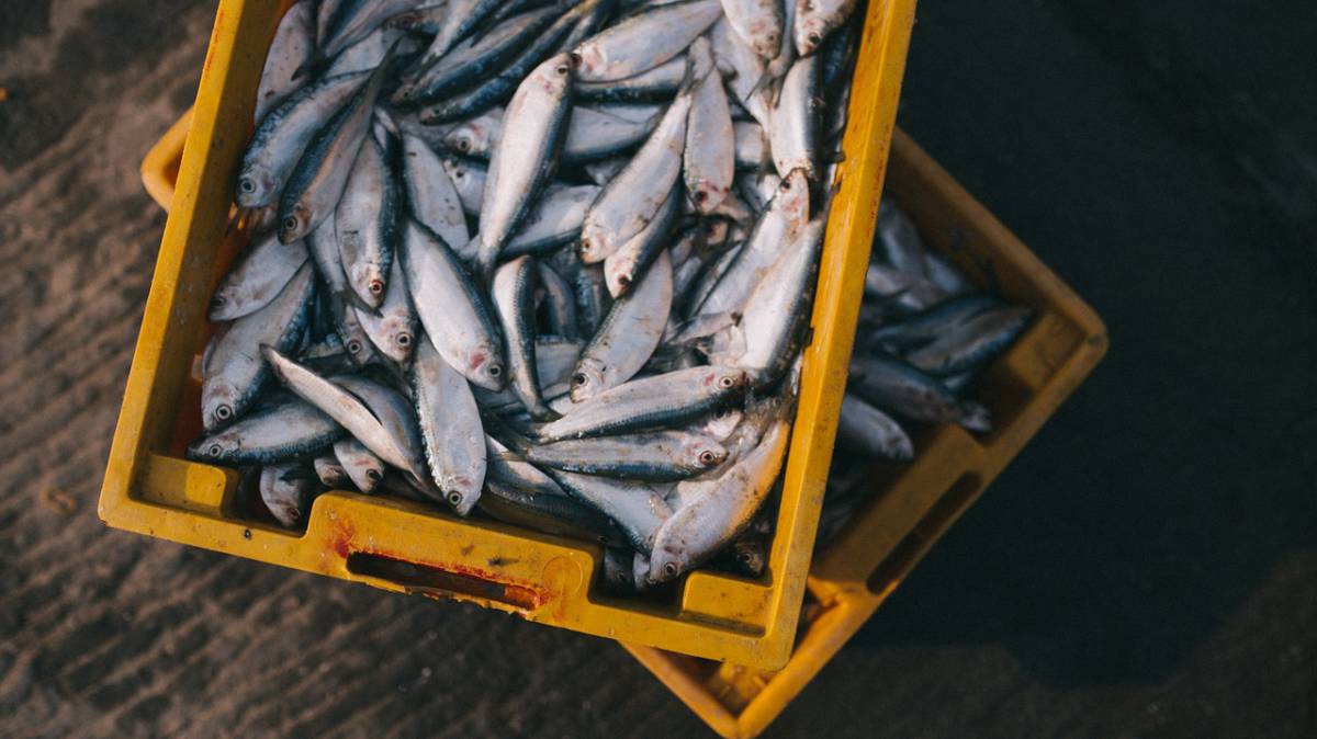 Primera reducción de la sobrepesca en el Mediterráneo en 10 años