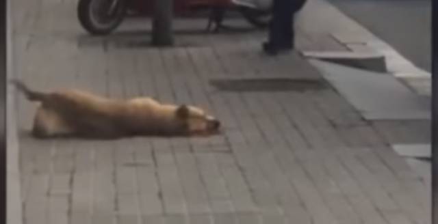 Animal groups demand probe into shooting of dog by Barcelona policeman