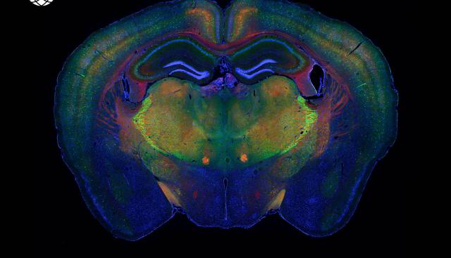 El 'gran hermano' de la biología